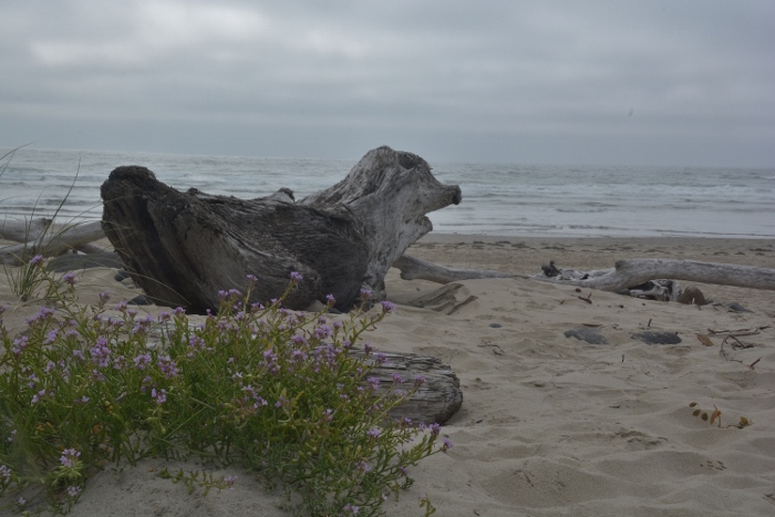 driftwood on Cape Meares Beach